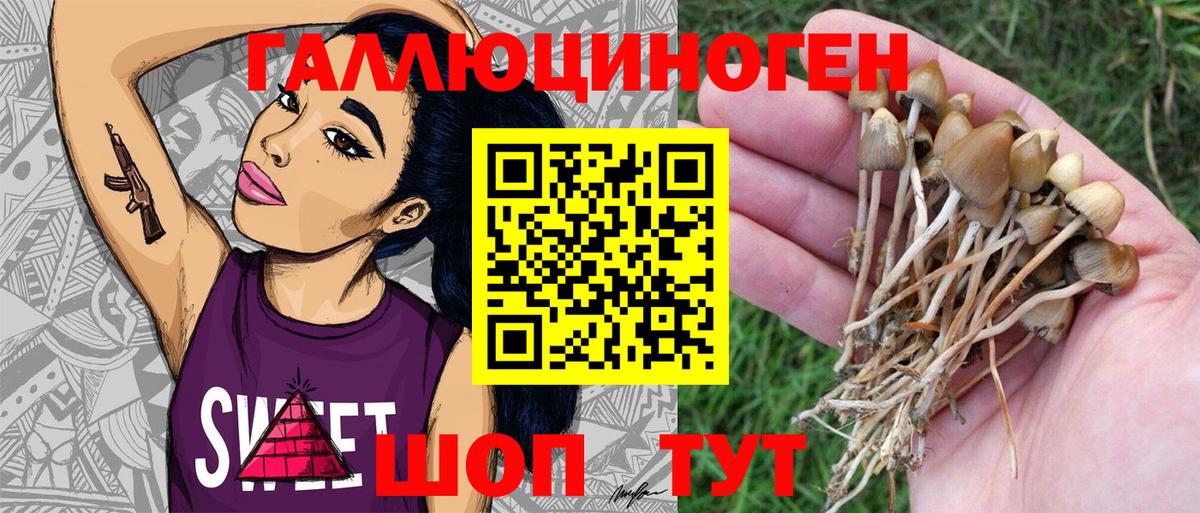 Псилоцибиновые грибы Psilocybe  как найти наркотики  Галлюциногенные грибы мухоморы  Соль-Илецк  Вход с VPN 